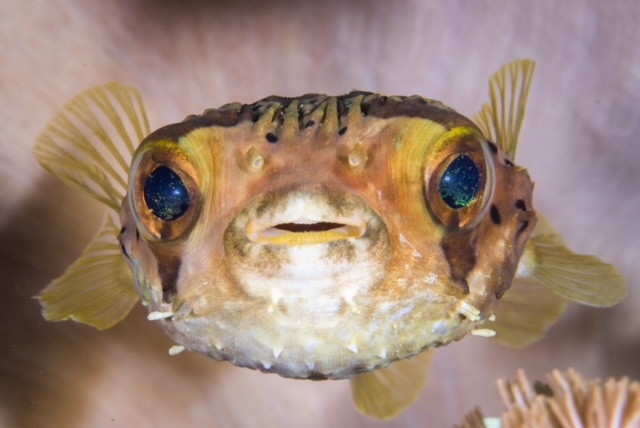 fish 2