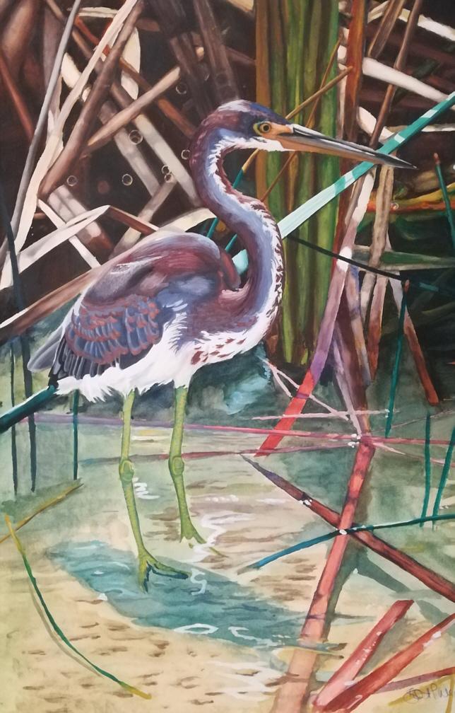 Watercolor of a Louisiana or Tricolor heron.  Not for sale.
