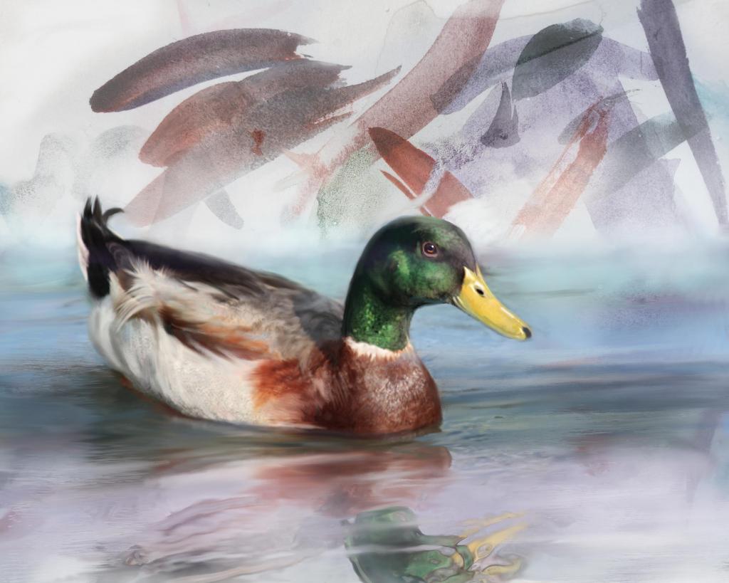 Mallard duck watercolor and digital oil on paper